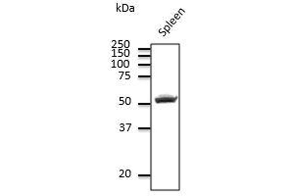 CD4 抗体