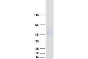 Western Blotting (WB) image for Pregnancy Specific beta-1-Glycoprotein 5 (PSG5) (Transcript Variant 1) protein (Myc-DYKDDDDK Tag) (ABIN2729876)