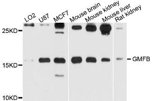 Western blot analysis of extract of various cells, using GMFB antibody. (GMFB 抗体)