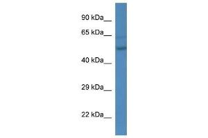 Western Blot showing Esrra antibody used at a concentration of 1. (ESRRA 抗体  (C-Term))