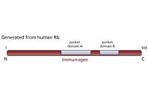 Western Blotting (WB) image for anti-Retinoblastoma 1 (RB1) (AA 332-344) antibody (ABIN967405) (Retinoblastoma 1 抗体  (AA 332-344))