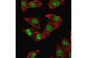 Immunofluorescence staining of HeLa cells using Nucleophosmin-Monospecific Mouse Monoclonal Antibody (NPM1/1902) followed by goat anti-mouse IgG-CF488 (green). (NPM1 抗体  (AA 185-287))