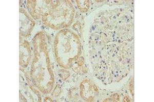 Immunohistochemistry of paraffin-embedded human kidney tissue using ABIN7155989 at dilution of 1:100 (HADH 抗体  (AA 1-314))