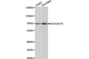 Western blot analysis of extracts of various cell lines, using ARHGAP25 antibody. (ARHGAP25 抗体  (AA 1-370))