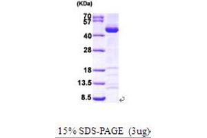 SDS-PAGE (SDS) image for SUMO1 Activating Enzyme Subunit 1 (SAE1) (AA 1-346) protein (His tag) (ABIN667139) (SAE1 Protein (AA 1-346) (His tag))