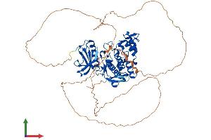 Protein Structure (PS) image for CLK3 (CLK3) (AA 1-638) protein (His tag) (ABIN7553400)