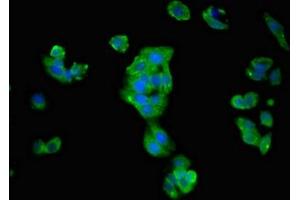 Immunofluorescence (IF) image for anti-ATPase, Na+/K+ Transporting, beta 1 Polypeptide (ATP1B1) (AA 64-241) antibody (ABIN7170044)