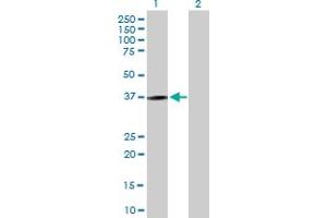 Western Blot analysis of KLRC1 expression in transfected 293T cell line by KLRC1 MaxPab polyclonal antibody. (KLRC1 抗体  (AA 1-233))