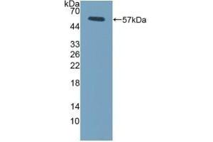 Western Blotting (WB) image for anti-Fc Fragment of IgG, Low Affinity IIIa, Receptor (CD16a) (FCGR3A) (AA 5-240) antibody (ABIN7438829)