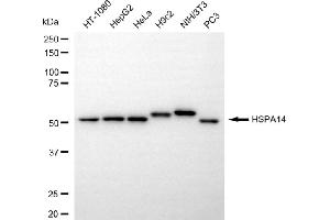 Western blotting analysis using HSPA14 antibody (ABIN7798850). (Recombinant HSPA14 抗体)