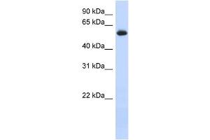 WB Suggested Anti-FRK Antibody Titration: 0. (FRK 抗体  (N-Term))
