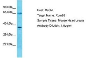 Image no. 1 for anti-RNA Binding Motif Protein 28 (RBM28) (C-Term) antibody (ABIN6750305) (RBM28 抗体  (C-Term))
