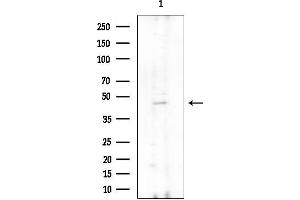 Western blot analysis of lysates from Rat brain, using UEVLD Antibody at 1/1000 dilution.