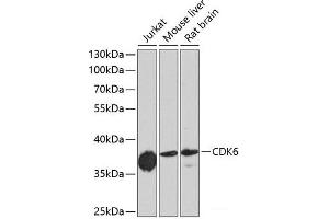 Western blot analysis of extracts of various cell lines using CDK6 Polyclonal Antibody at dilution of 1:1000. (CDK6 抗体)