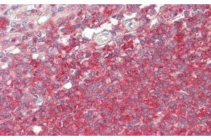 Immunohistochemistry (IHC) image for anti-Butyrylcholinesterase (BCHE) (AA 29-150) antibody (ABIN7434839)