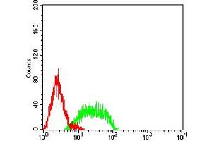 Flow cytometric analysis of HL-60 cells using CD106 mouse mAb (green) and negative control (red). (VCAM1 抗体  (AA 25-183))