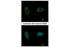 ICC/IF Image Immunofluorescence analysis of methanol-fixed HeLa, using EVC2, antibody at 1:500 dilution. (EVC2 抗体  (C-Term))
