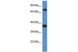 Image no. 1 for anti-SRSF Protein Kinase 1 (SRPK1) (AA 399-448) antibody (ABIN6747400) (SRPK1 抗体  (AA 399-448))