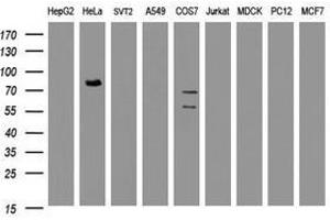 Image no. 2 for anti-HBS1-Like (HBS1L) (AA 1-242) antibody (ABIN1490627) (HBS1L 抗体  (AA 1-242))