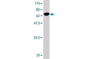Western Blot detection against Immunogen (62. (NUDC 抗体  (AA 1-331))