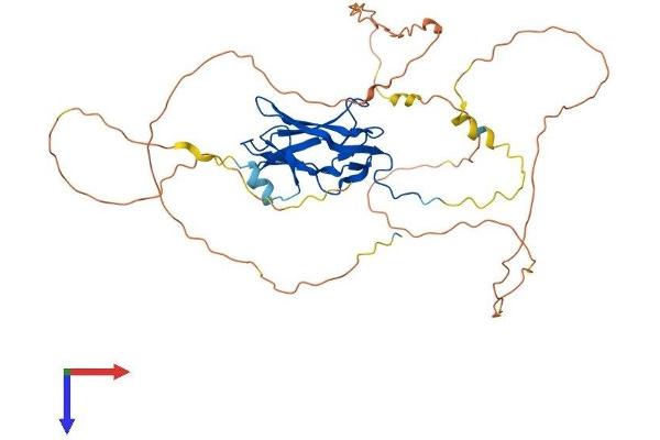 RUNX3 Protein (AA 1-415) (His tag)