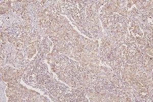 IHC analysis of TXN2 using anti-TXN2 antibody (ABIN7602150).