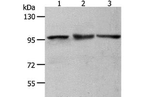 Western Blot analysis of NIH/3T3, Hela and K562 cell using MCM4 Polyclonal Antibody at dilution of 1:700 (MCM4 抗体)