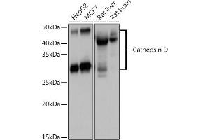 Western blot analysis of extracts of various cell lines, using Cathepsin D antibody (ABIN6127553, ABIN6139223, ABIN6139224 and ABIN6217233) at 1:1000 dilution. (Cathepsin D 抗体  (AA 65-412))