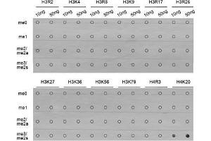 Dot Blot (DB) image for anti-Histone H4 (3meLys20) antibody (ABIN3016051)