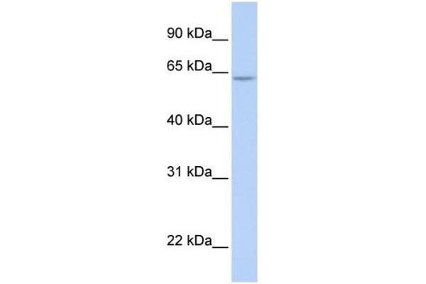 ARID5A 抗体  (N-Term)