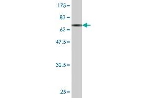 Western Blotting (WB) image for anti-Cysteine-S-conjugate beta-Lyase (CCBL1) (AA 1-374) antibody (ABIN514094)