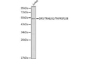 Western blot analysis of extracts of Jurkat cells, using DR5/TR/TNFRSF10B antibody (ABIN3021807, ABIN3021808, ABIN3021809 and ABIN6215963) at 1:1000 dilution.