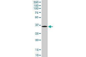 ARG1 MaxPab polyclonal antibody. (Liver Arginase 抗体  (AA 1-322))