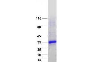 Validation with Western Blot (KCTD2 Protein (Myc-DYKDDDDK Tag))