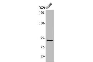 Western Blot analysis of HepG2 cells using M-cadherin Polyclonal Antibody (CDH15 抗体  (N-Term))