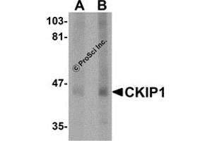 Western Blotting (WB) image for anti-Pleckstrin Homology Domain Containing, Family O Member 1 (PLEKHO1) (C-Term) antibody (ABIN1030337) (PLEKHO1 抗体  (C-Term))