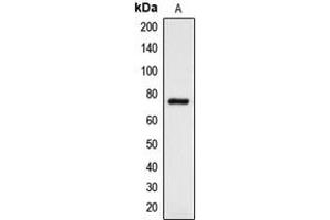 Western blot analysis of DCLK3 expression in K562 (A) whole cell lysates. (DCLK3 抗体  (Center))
