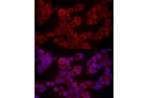 Immunofluorescence analysis of HepG2 cells using LEP Rabbit pAb (ABIN1513150, ABIN3021883, ABIN3021885 and ABIN6216821) at dilution of 1:100 (40x lens). (Leptin 抗体  (AA 22-167))
