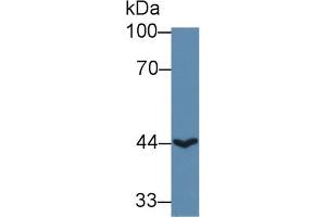 Western Blot; Sample: Human HepG2 cell lysate; Primary Ab: 1µg/ml Rabbit Anti-Human ACAA2 Antibody Second Ab: 0.