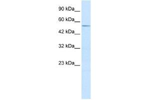 WB Suggested Anti-ZFP91 Antibody Titration:  2. (ZFP91 抗体  (Middle Region))