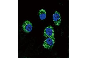 Confocal immunofluorescent analysis of RAGE Antibody (Center) (ABIN390897 and ABIN2841104) with MDA-M cell followed by Alexa Fluor 488-conjugated goat anti-rabbit lgG (green). (RAGE 抗体  (AA 206-234))