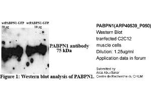 Western Blotting (WB) image for anti-Poly A Binding Protein Nuclear 1 (PABPN1) (N-Term) antibody (ABIN2778908) (PABPN1 抗体  (N-Term))