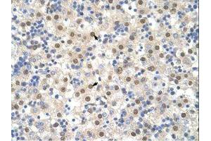 Image no. 3 for anti-TAR DNA Binding Protein (TARDBP) (N-Term) antibody (ABIN202468) (TARDBP 抗体  (N-Term))