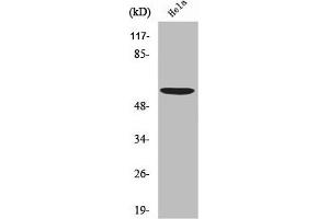 Western Blot analysis of HeLa cells using USP30 Polyclonal Antibody (USP3 抗体  (N-Term))