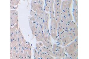IHC-P analysis of Mouse Tissue, with DAB staining. (LAMa4 抗体  (AA 102-234))