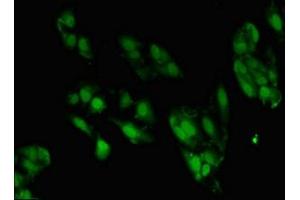 Immunofluorescence (IF) image for anti-Zinc Finger Protein 695 (ZNF695) (AA 1-88) antibody (ABIN7176497)