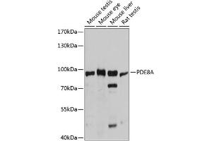 Western blot analysis of extracts of various cell lines, using PDE8A antibody (ABIN6132614, ABIN6145368, ABIN6145369 and ABIN6215780) at 1:3000 dilution. (PDE8A 抗体  (AA 1-120))