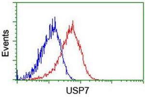 Image no. 2 for anti-Ubiquitin Specific Peptidase 7 (Herpes Virus-Associated) (USP7) antibody (ABIN1498592) (USP7 抗体)