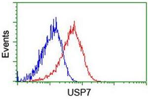 Image no. 2 for anti-Ubiquitin Specific Peptidase 7 (Herpes Virus-Associated) (USP7) antibody (ABIN1498592) (USP7 抗体)