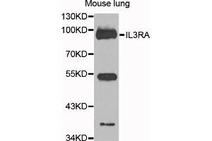 Western blot analysis of extracts of mouse lung, using IL3RA antibody (ABIN5972106) at 1/1000 dilution. (IL3RA 抗体)